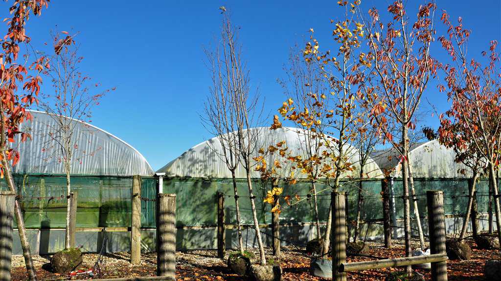 Sorbus aucuparia 'Sheerwater Seedling' 12-14 HS